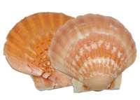 Coquilles St Jacques Coquilles St Jacques
